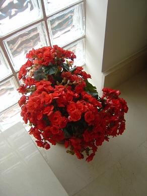 begonias%204.jpg