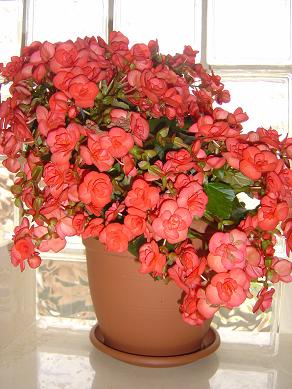 begonias%205.jpg