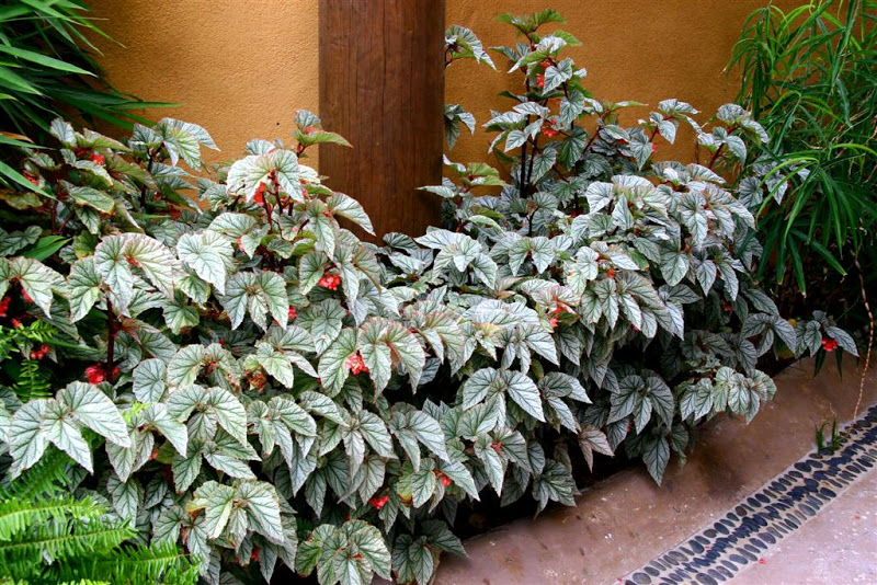 begonias%208%20copy%20Large.jpg
