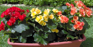 begonias.jpg