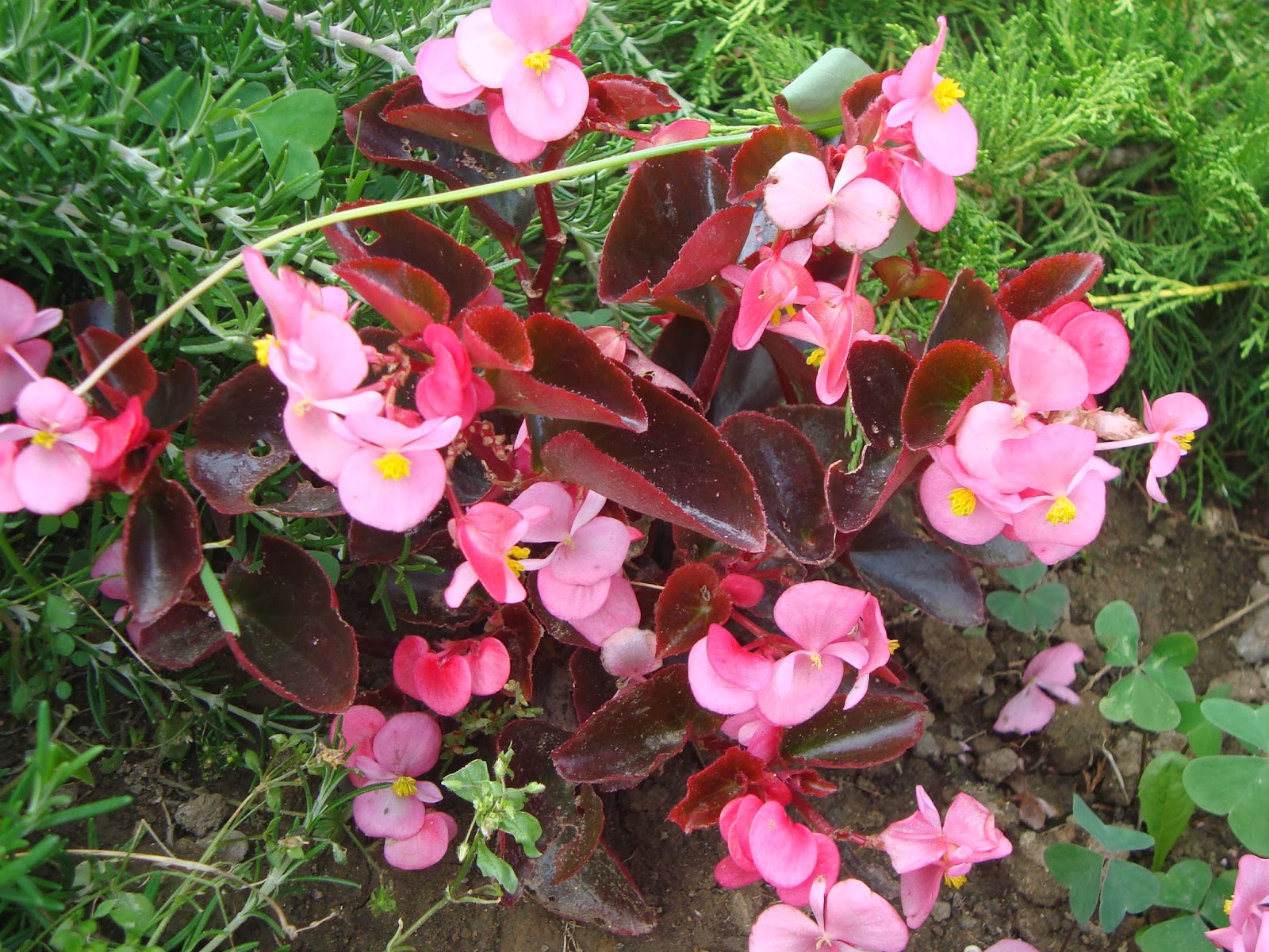 Begonias.-p.JPG