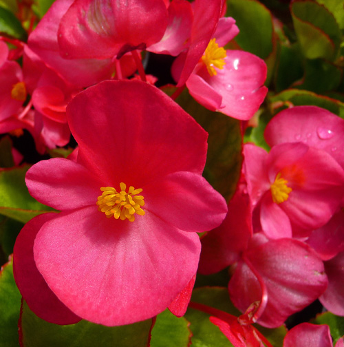 begonias-siempre-en-flor-i-i-web.jpg