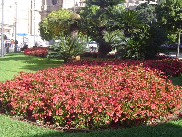 begonias011.jpg