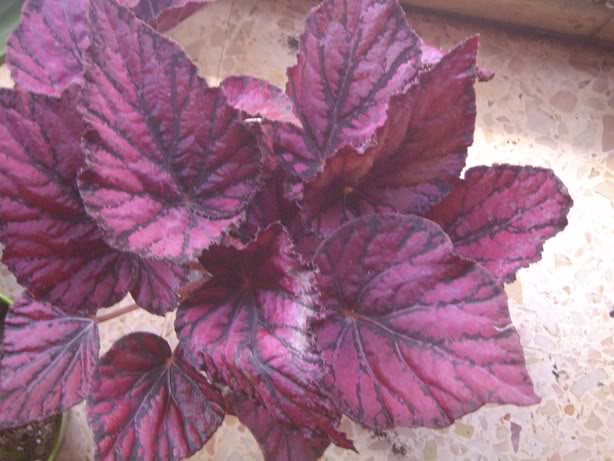 begonias032.jpg