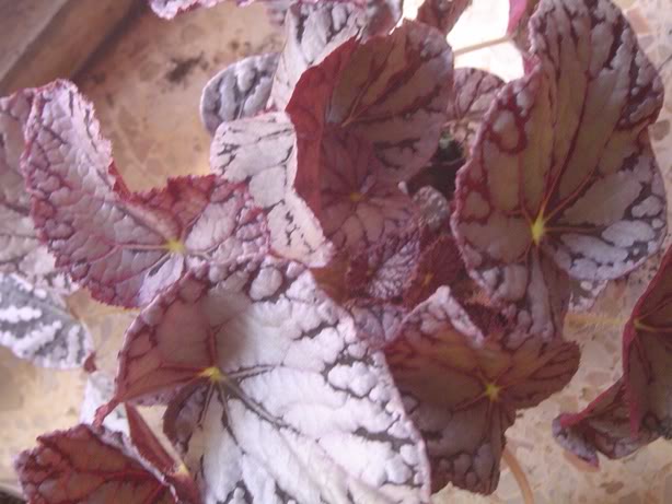 begonias033.jpg