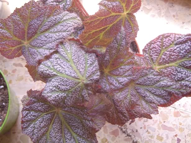 begonias034.jpg