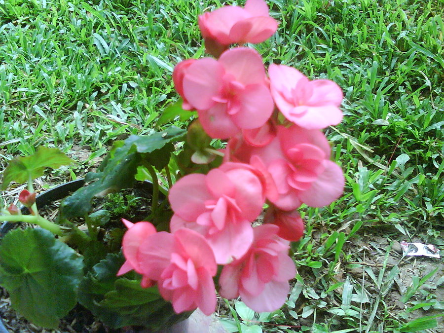 begonias1_by_cerezoinwonderland-d47h247.jpg