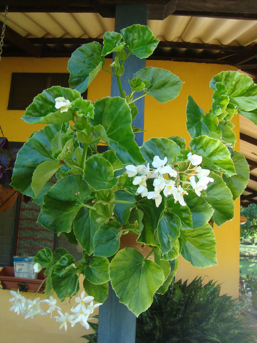 begonias_by_cerezoinwonderland-d47gz8e.jpg