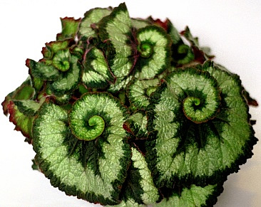 begonias_escargot.jpg
