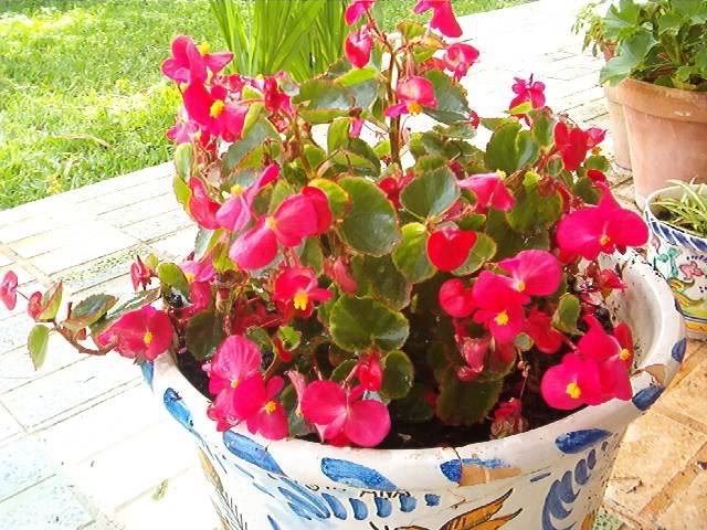 BegoniasemperflorensBegoniaceae.jpg