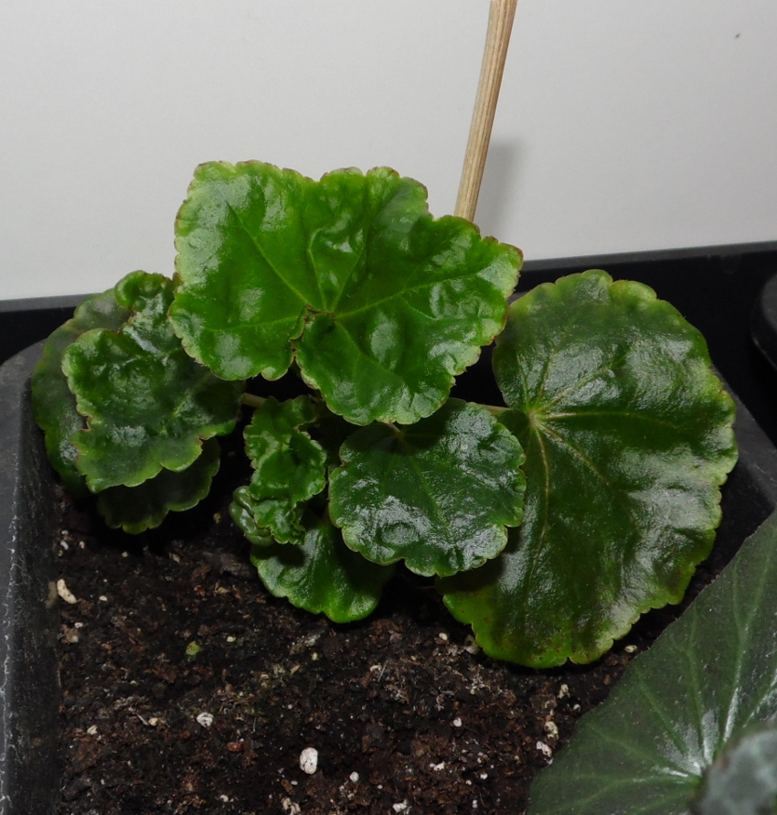 begoniasierralucena23022013_1_zps0227f1a2.jpg