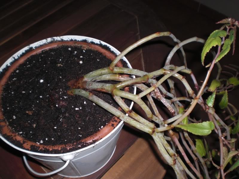 begoniatenella_11042012_1.jpg