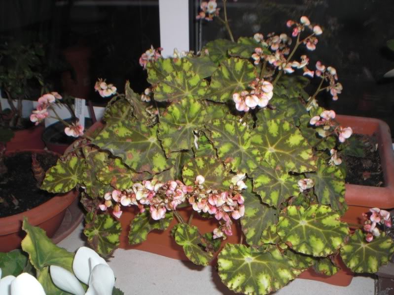 begoniatiger15042012.jpg