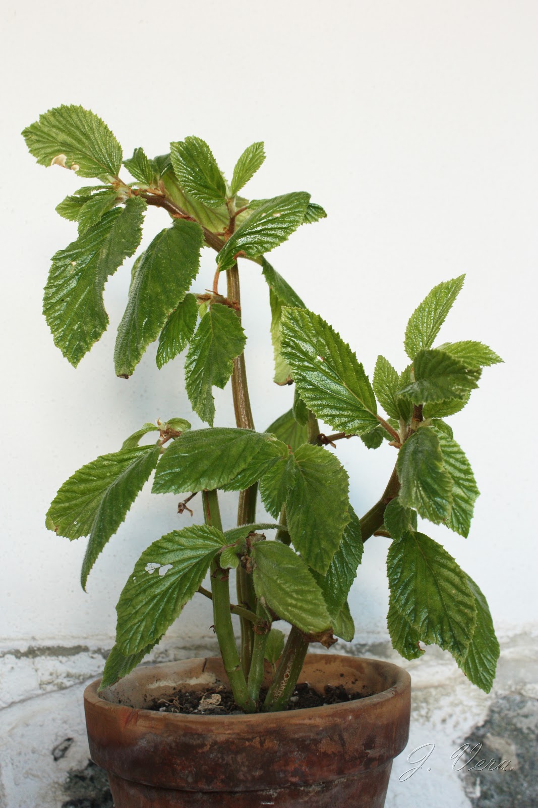begoniaulmifolia1.jpg