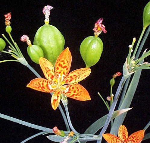 belamcanda.jpg