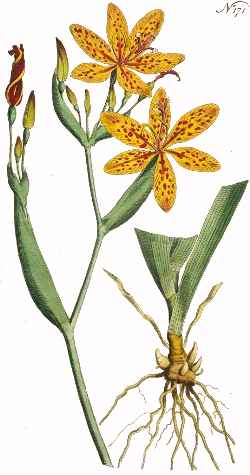 Belamcanda_chinensis.jpg