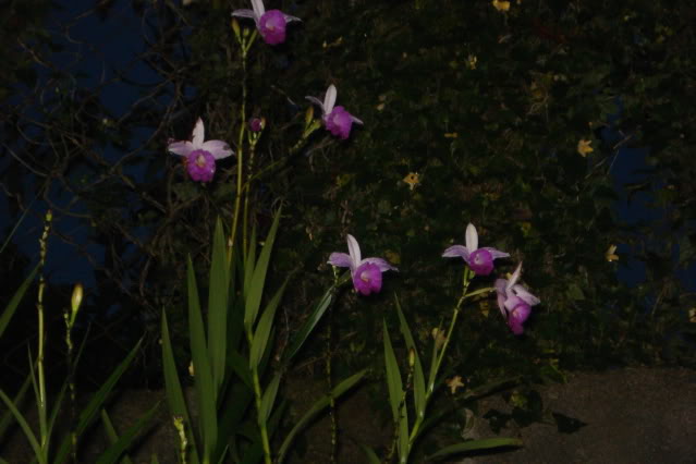 bellas046.jpg