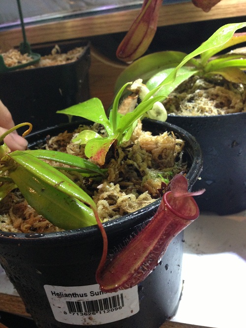 bellii_x_albomarginata.jpg