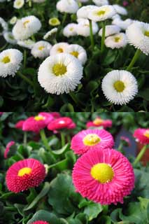 bellis-perennis.jpg