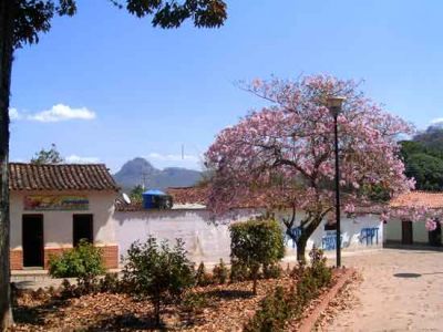 bello_arbol_de_apamate___490613_t0.jpg