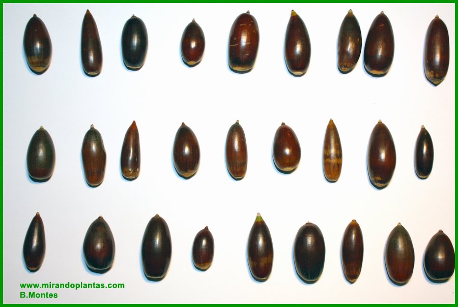 Bellotas%2Bde%2BQuercus%2Bilex1%2Bcopy.jpg