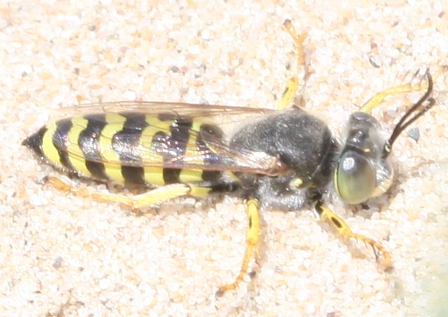 Bembix%20sp.jpg