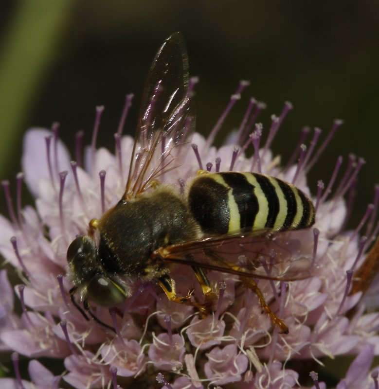 Bembix%20sp_3073.jpg