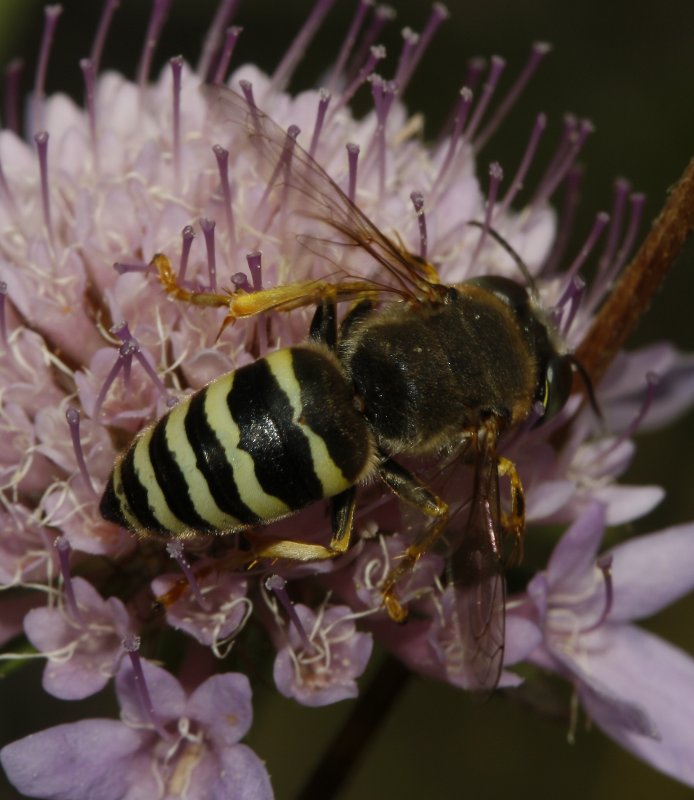 Bembix%20sp_3074.jpg