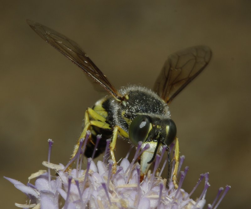 Bembix%20sp_3077.jpg
