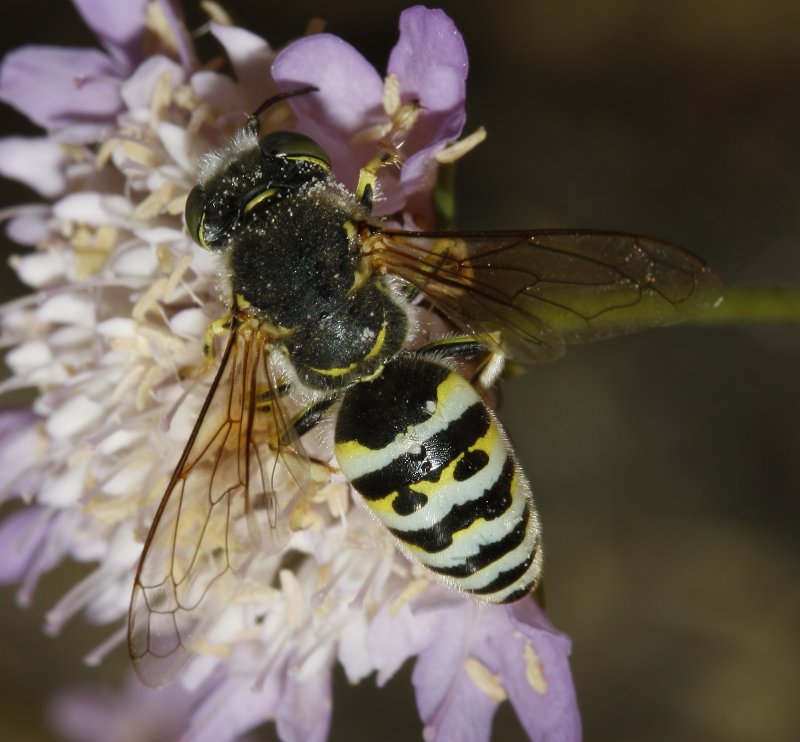 Bembix%20sp_3080.jpg