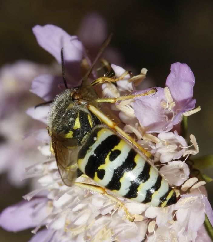 Bembix%20sp_3081.jpg