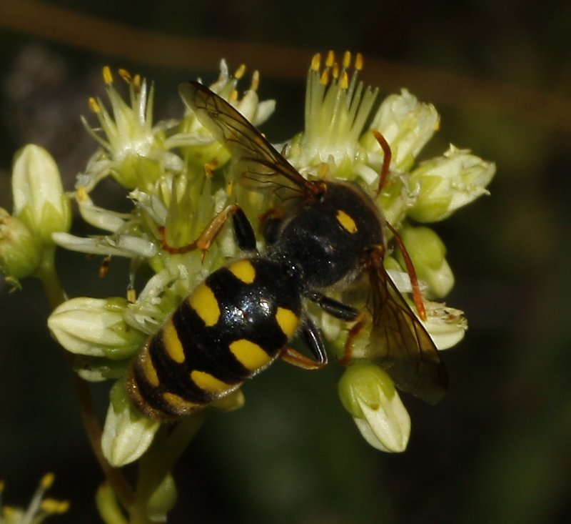Bembix%20sp_3324.jpg