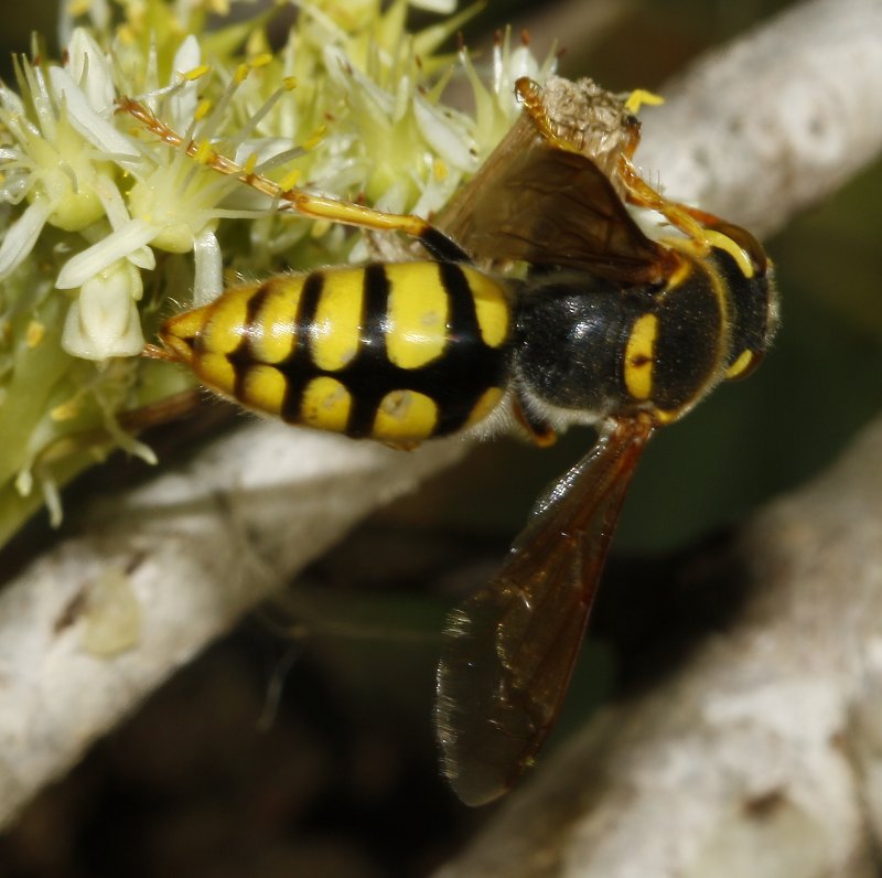 Bembix%20sp_3325.jpg