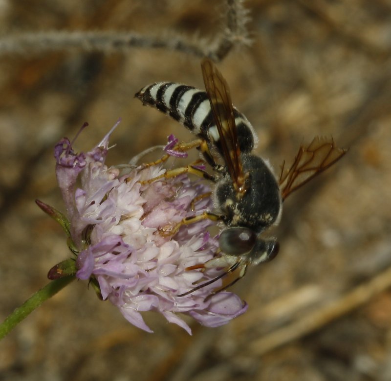 Bembix%20sp_4372.jpg