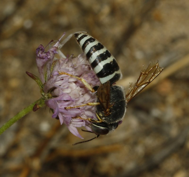 Bembix%20sp_4373.jpg