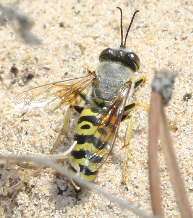 Bembix%20spgjul.jpg