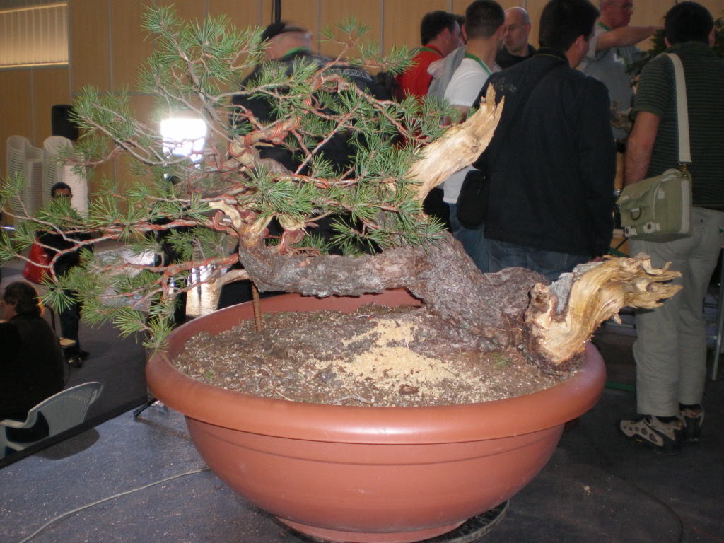 Benavente_med2.jpg