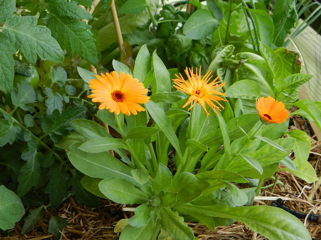 beneficios-calendula-huerto.jpg