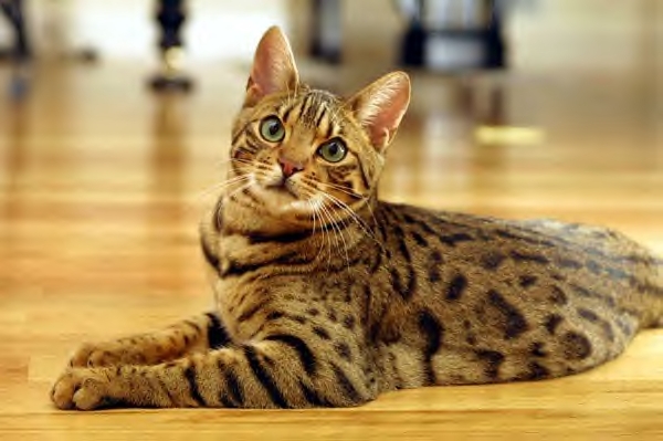 bengal.jpg