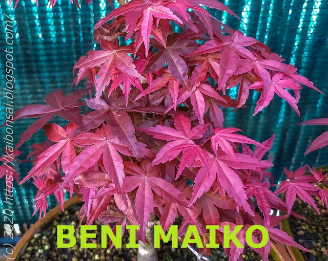 BENI%2BMAIKO%2B%25282%2529.jpg