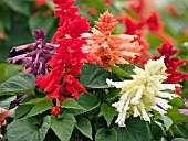 BEP8490_SALVIA_SPLENDENS_MIX________.jpg