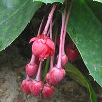 berberidopsis_corallina.jpg