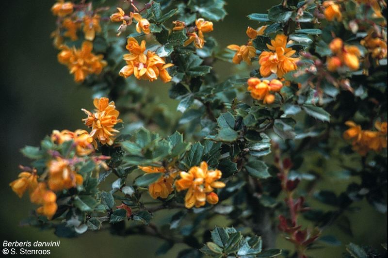 Berberis%20darwinii3-pp.JPG