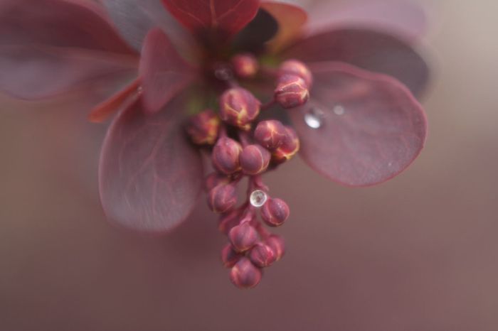 Berberis.JPG
