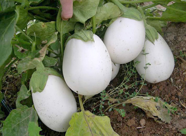 berenjena_blanca.jpg