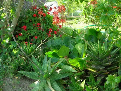 Bergenia%20y%20cactus%20en%20flor.jpg