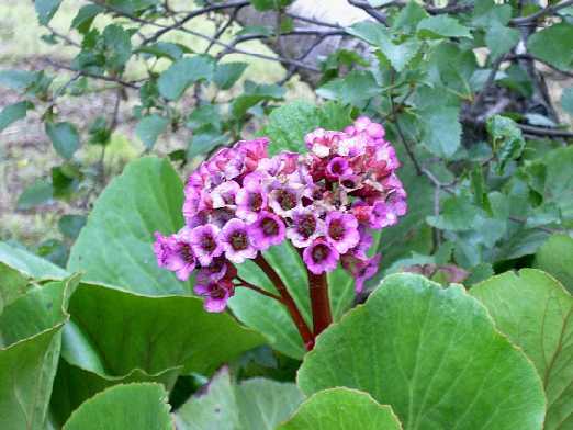 bergenia-a.jpg