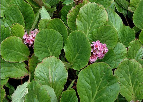 bergenia-crassifolia.jpg
