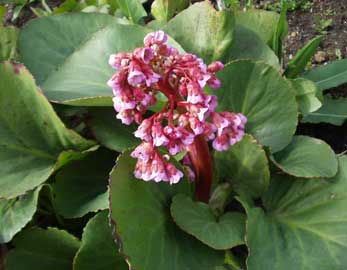 bergenia-crassifolia.jpg