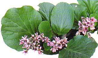 bergenia-crassifolia-Pop.jpg